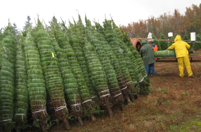 forest farming